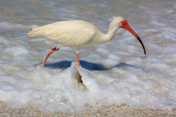 Картинка ибис животные ибисы колпицы вода прибой белый клюв