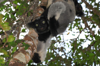 Картинка лемур индри животные лемуры пушистый пепельно-черный