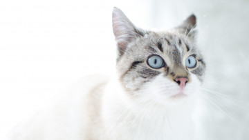 Картинка животные коты морда