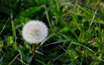 Картинка цветы одуванчики трава