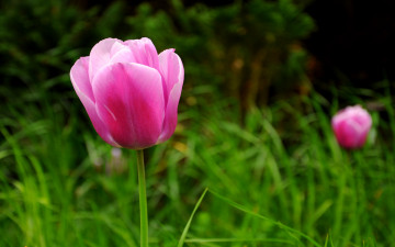 Картинка цветы тюльпаны трава