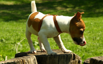 Картинка животные собаки пёсик джек рассел терьер