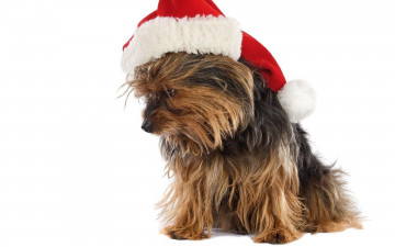 Картинка животные собаки шапка пёсик