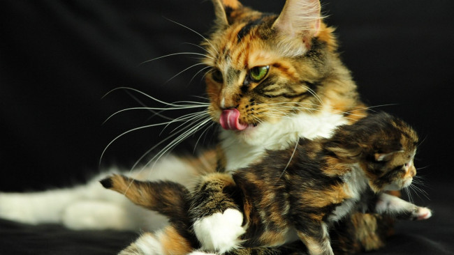 Обои картинки фото животные, коты, кошка, котёнок, язык