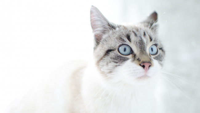 Обои картинки фото животные, коты, морда