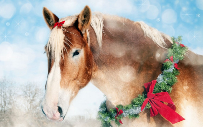 Обои картинки фото животные, лошади, венок