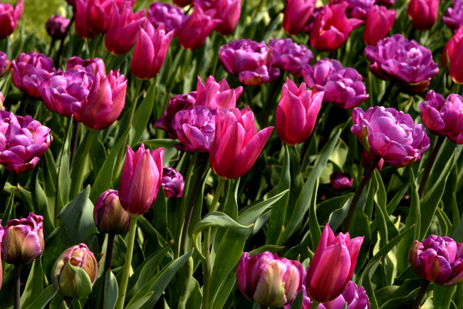 Обои картинки фото цветы, тюльпаны, много, лиловый