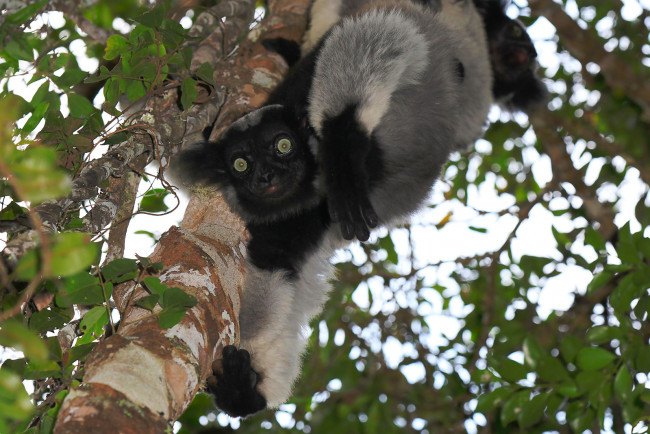 Обои картинки фото лемур, индри, животные, лемуры, пушистый, пепельно-черный