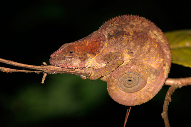 Обои картинки фото животные, хамелеоны, ветка, свернутый, хвост
