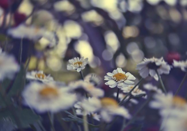 Обои картинки фото цветы, ромашки, цветное, лето