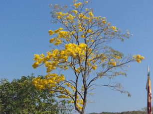 Картинка природа деревья дерево