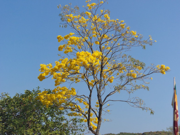 Обои картинки фото природа, деревья, дерево