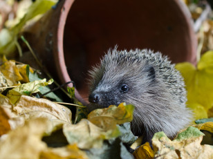 Картинка животные ежи ежик