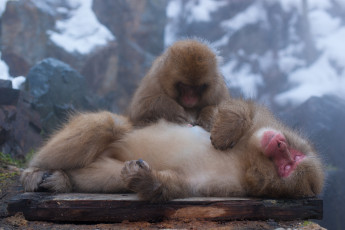 Картинка животные обезьяны пушистые пара