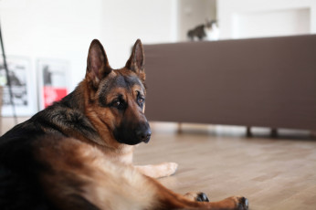 Картинка животные собаки друг взгляд собака