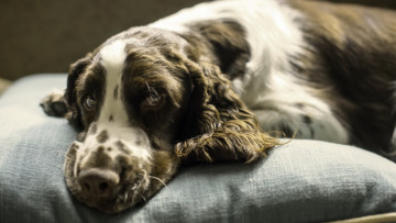 Картинка животные собаки друг взгляд собака