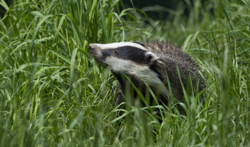 Картинка животные барсуки барсук