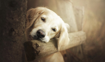 Картинка животные собаки взгляд собака друг