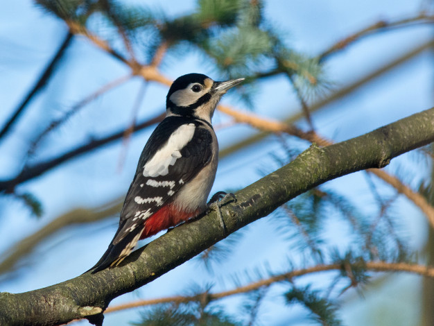 Обои картинки фото животные, дятлы, дятел