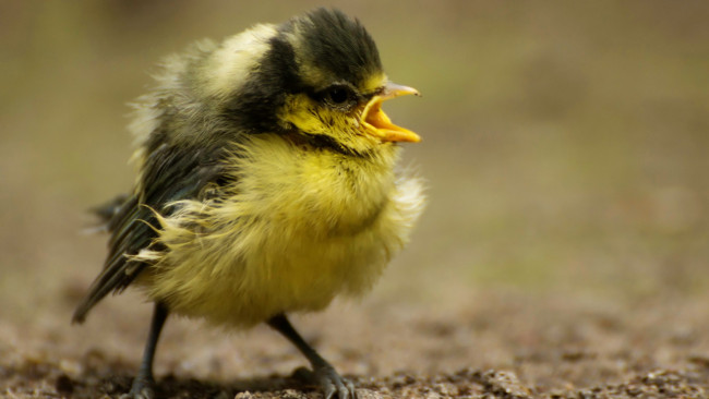 Обои картинки фото животные, птицы, фон, птица, природа