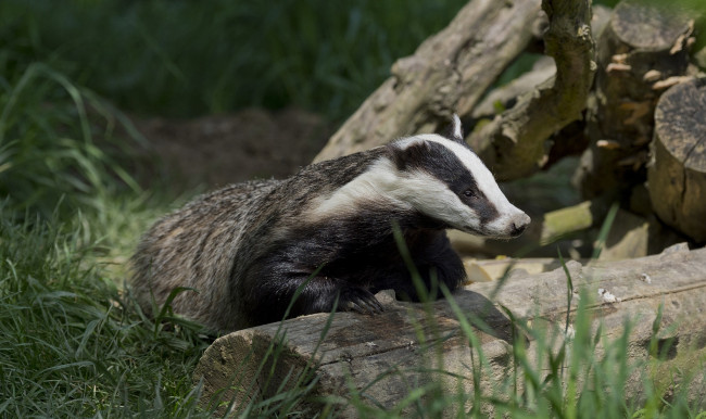 Обои картинки фото животные, барсуки, барсук