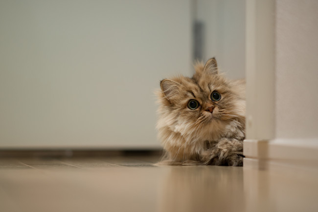 Обои картинки фото животные, коты, пушистый, коте, киса, выглядывает