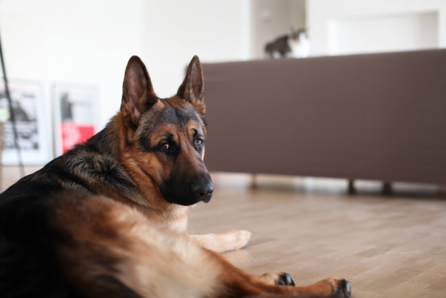 Обои картинки фото животные, собаки, друг, взгляд, собака