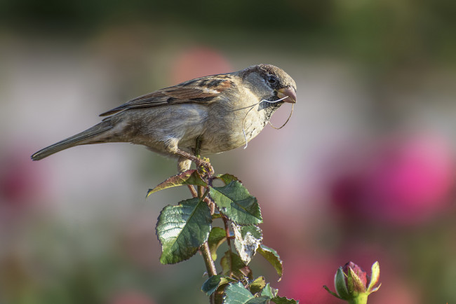 Обои картинки фото животные, воробьи, воробей