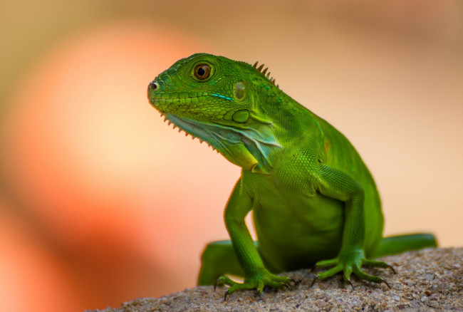 Обои картинки фото животные, Ящерицы,  игуаны,  вараны, ящерка