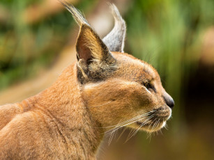 Картинка животные рыси рысь зверь