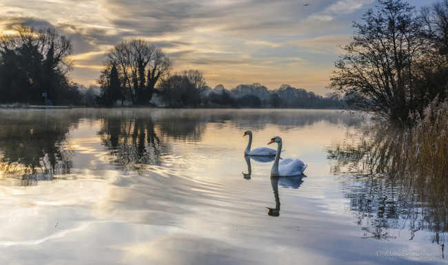 Обои картинки фото животные, лебеди, озеро, пейзаж