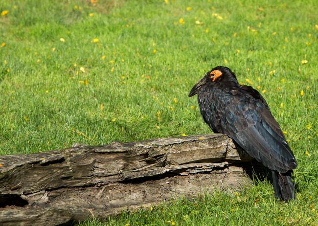 Обои картинки фото животные, птицы, луг, пень, птица