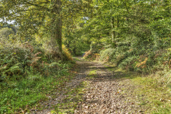 Картинка природа дороги простор