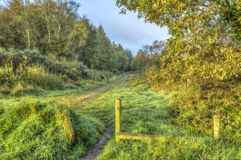 Картинка природа лес простор