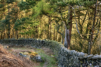 Картинка природа лес простор