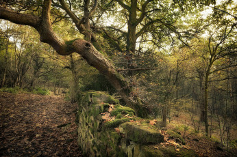 Картинка природа лес простор