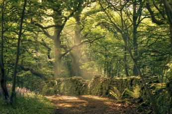 Картинка природа лес простор