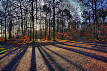 Картинка природа лес простор