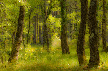 Картинка природа лес простор