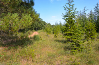 Картинка природа лес простор