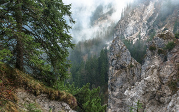 Картинка природа лес простор