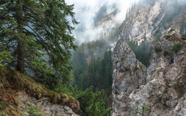 Обои картинки фото природа, лес, простор