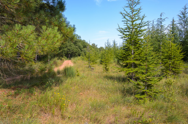 Обои картинки фото природа, лес, простор