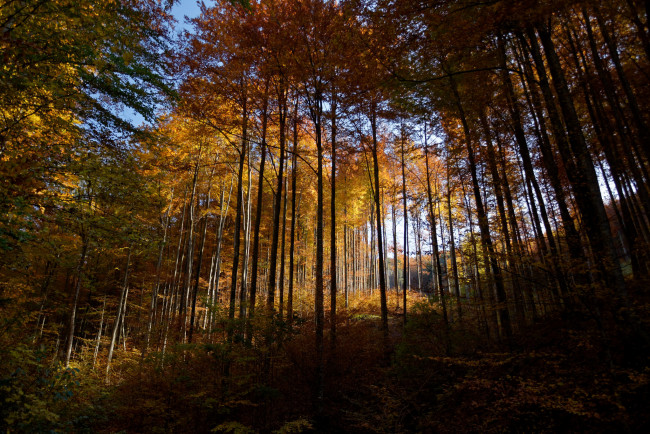 Обои картинки фото природа, лес, простор