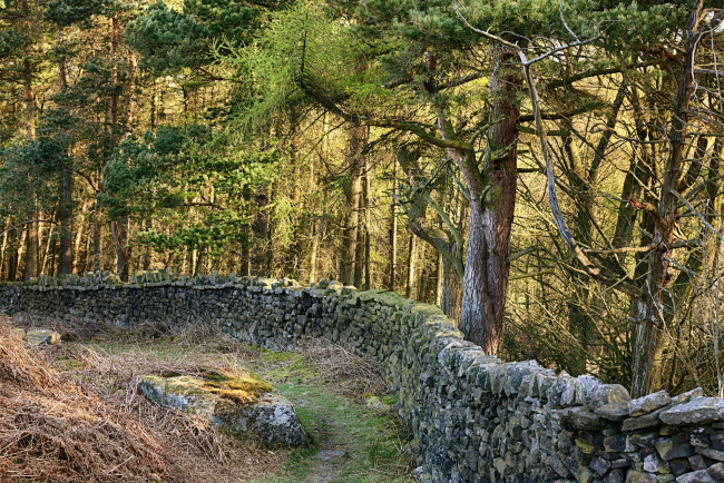 Обои картинки фото природа, лес, простор