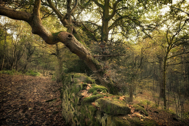 Обои картинки фото природа, лес, простор