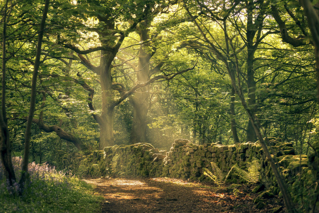 Обои картинки фото природа, лес, простор