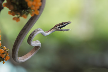 Картинка животные змеи +питоны +кобры змейка