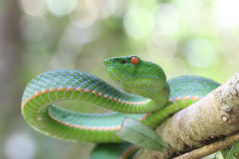 Картинка животные змеи +питоны +кобры змейка