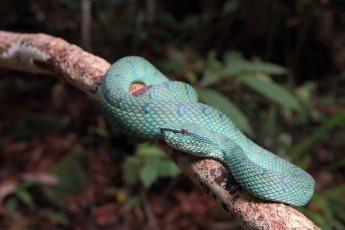 Картинка животные змеи +питоны +кобры змейка